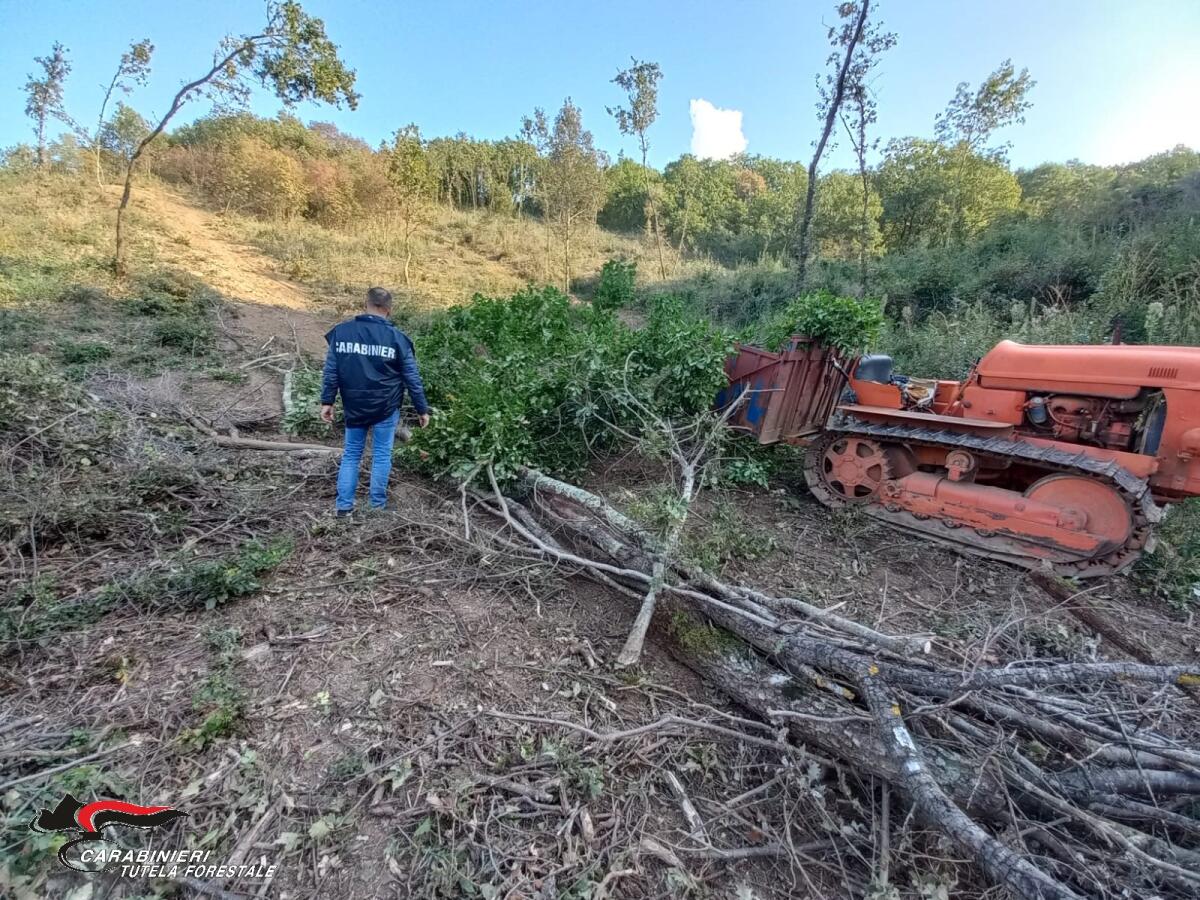 Furto aggravato di legna, operazione dei  Carabinieri Forestale - 