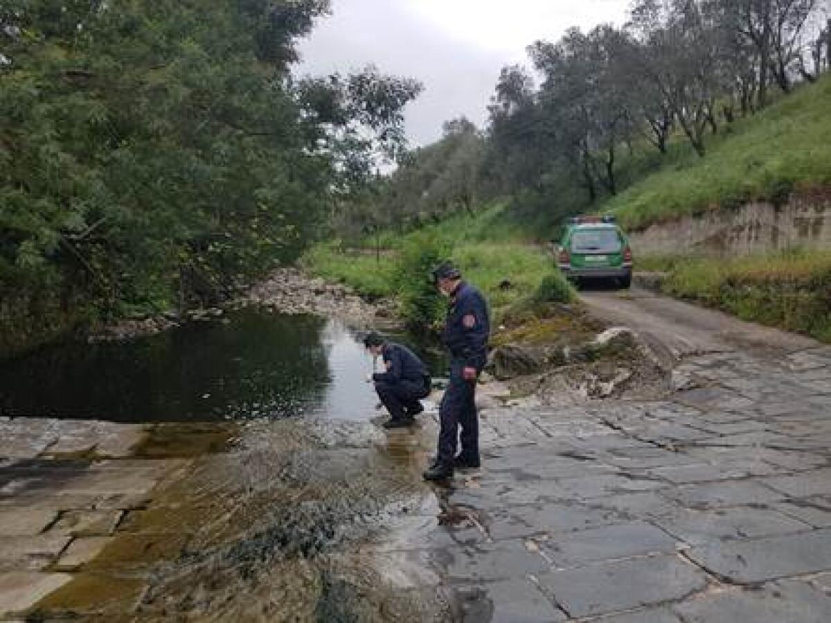 Comando Carabinieri Tutela Forestale e Parchi, presidio della legalità ambientale  - 