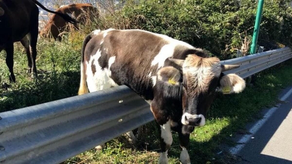 Sbanda per evitare mucca ferma su carreggiata e finisce fuori strada - 