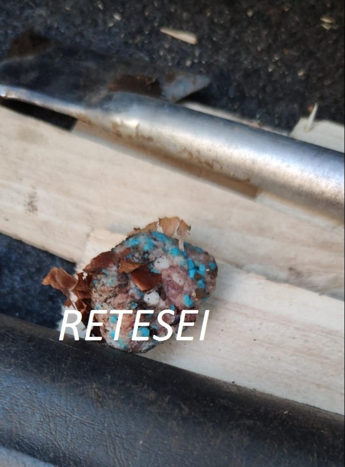 Esche avvelenate in località Quattro Vie di Pannarano - 