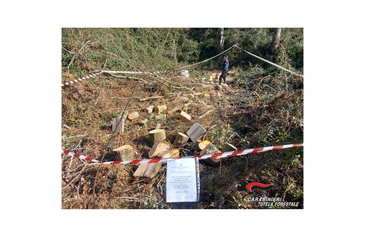 Tagli abusivi nel Parco del Taburno-Camposauro - 