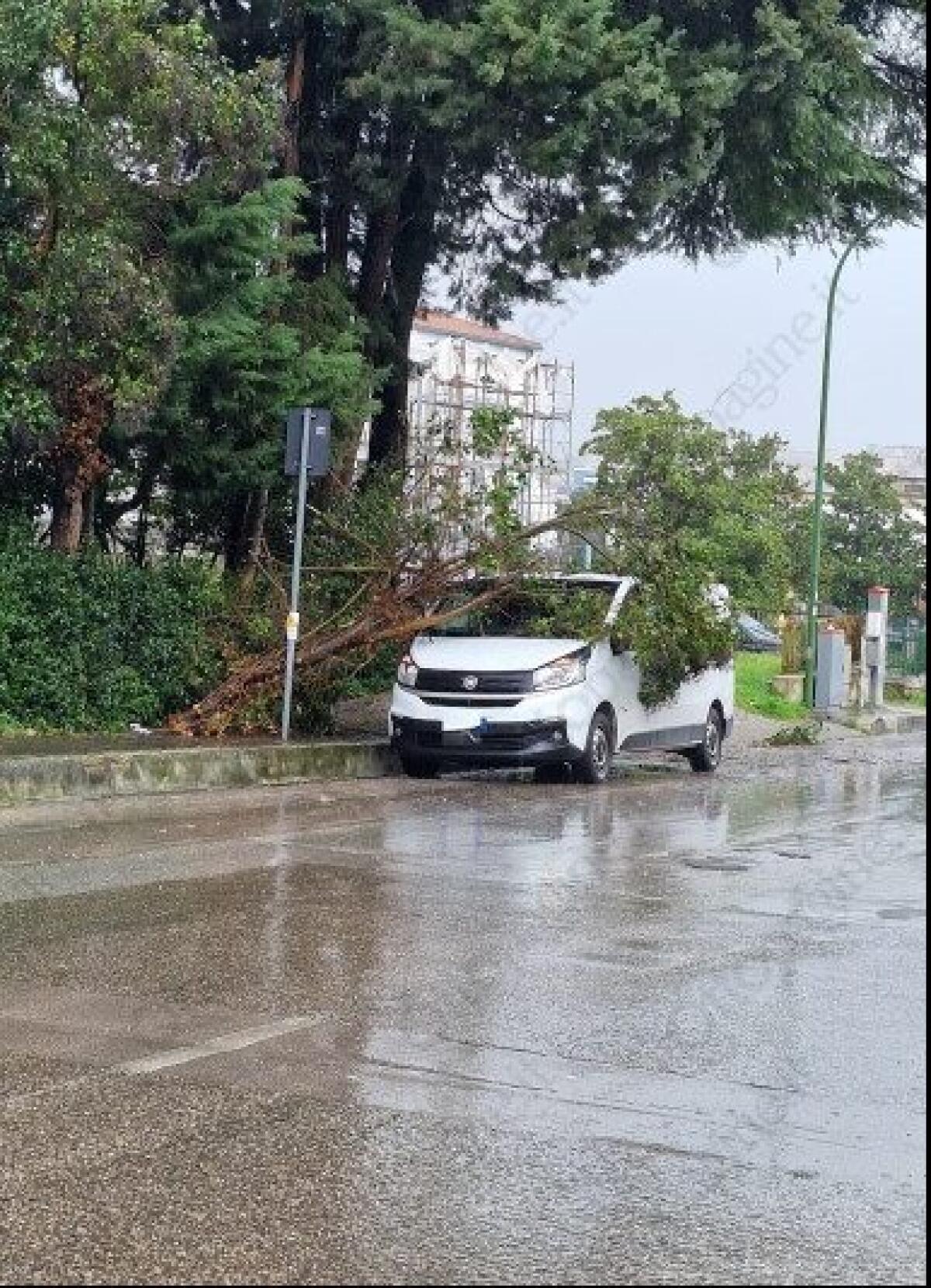 Maltempo. Danni per il forte vento. - 