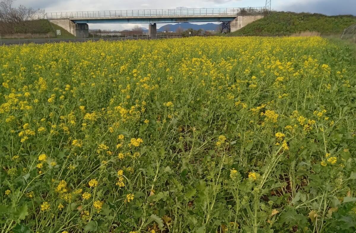 Meteo: Coldiretti Campania, fiori in anticipo di 40 giorni - 