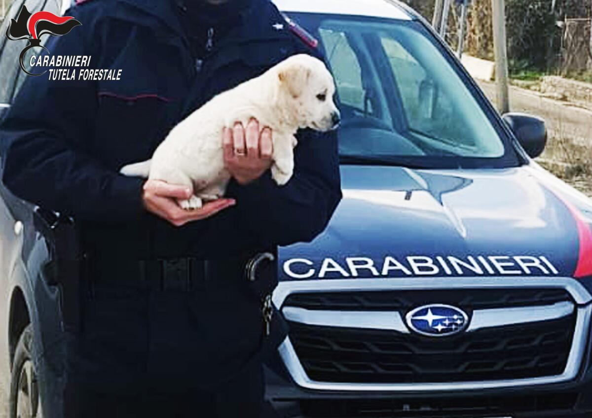 Cucciolo di Maremmano abbandonato davanti al cimitero - 