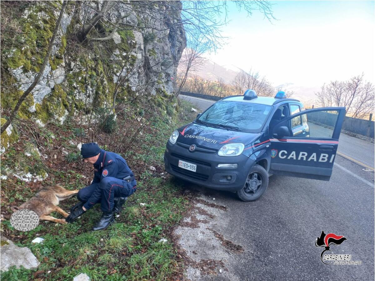 Giovane esemplare di Lupo ucciso con una carabina - 