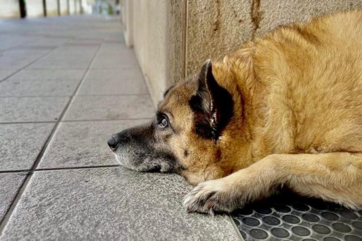 Avellino. Pippo diventa Cane di quartiere - 