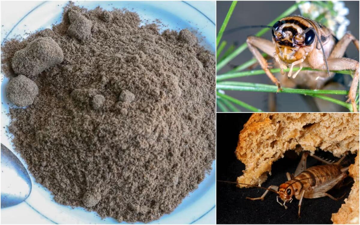 Via libera a farine di grillo, larva, tarma e locusta. Scaffali appositi per la vendita - 