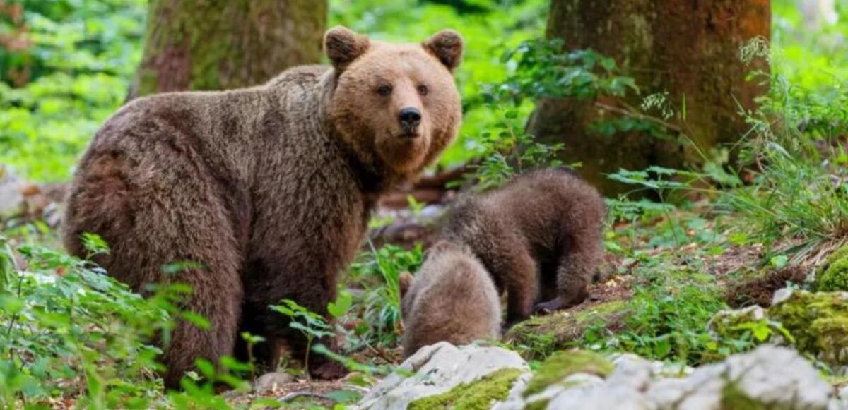 Giuditta: pronti ad adottare orsi del Trentino - 