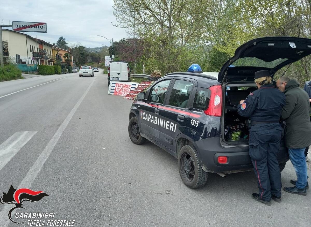 Sannio. Controlli punti vendita al dettaglio e di vendita ambulante, numerosi illeciti - 
