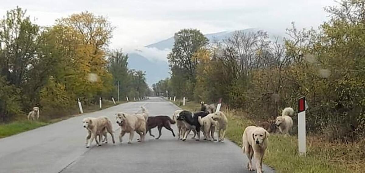 53enne aggredito da un branco di cani randagi - 