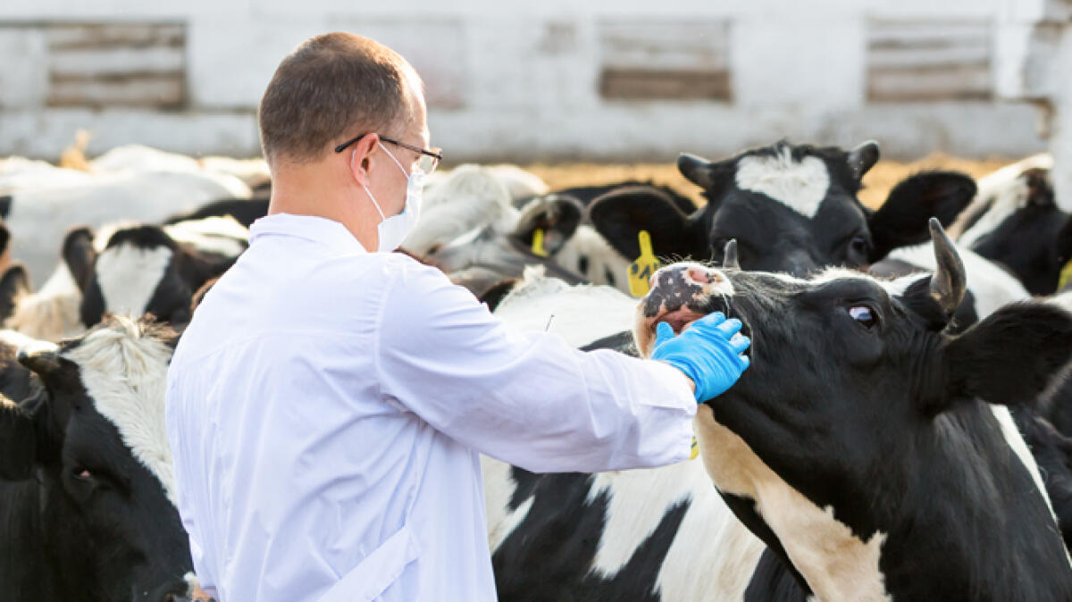 A Faicchio, saranno inaugurati i nuovi locali del Servizio Veterinario di Sanità Animale. - 