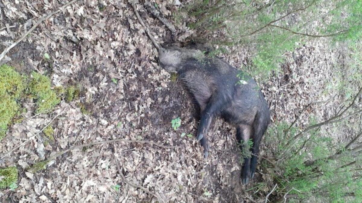 Peste suina africana, trovati cinghiali morti. - 