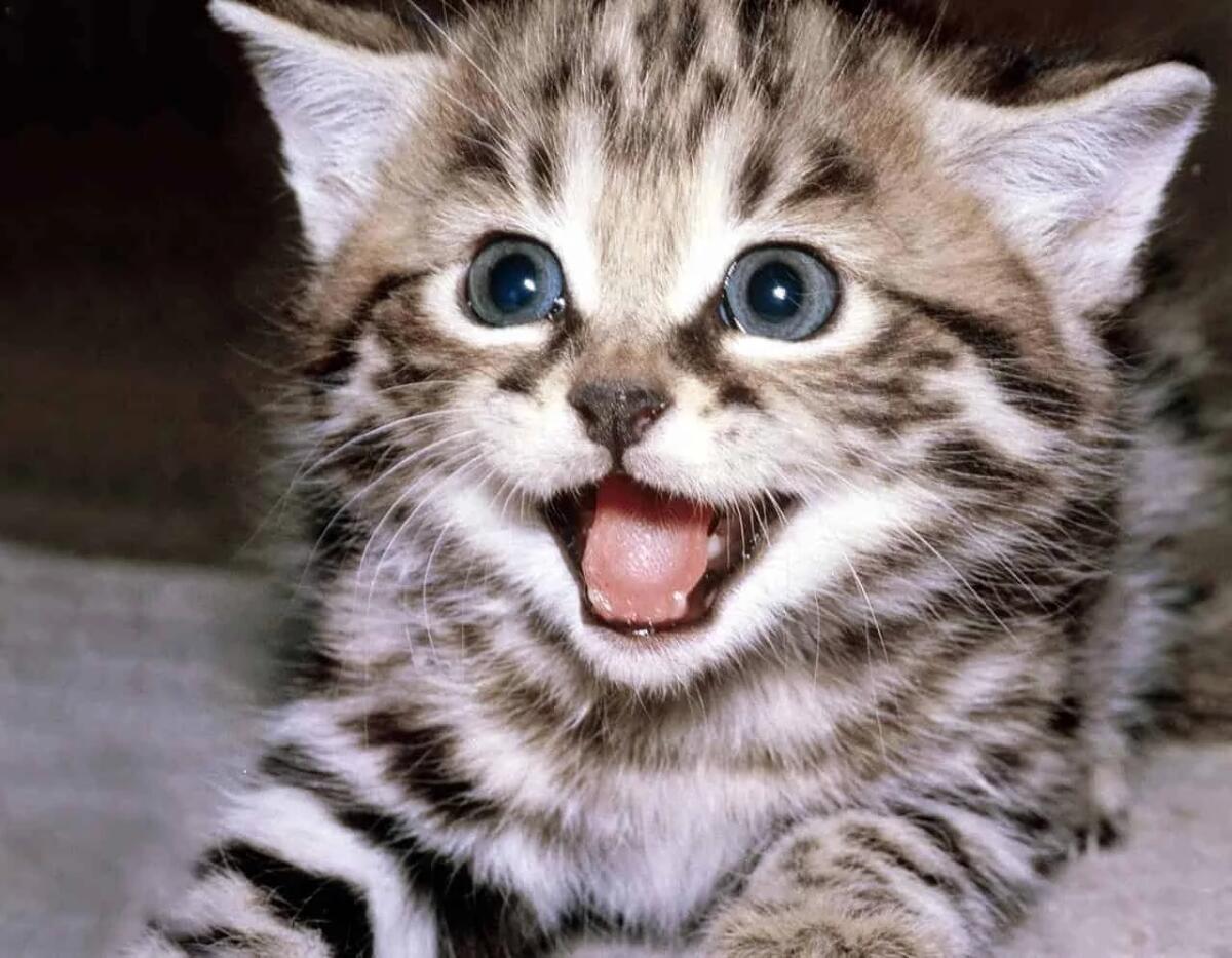 Gattino lanciato in un dirupo il video sui social - 