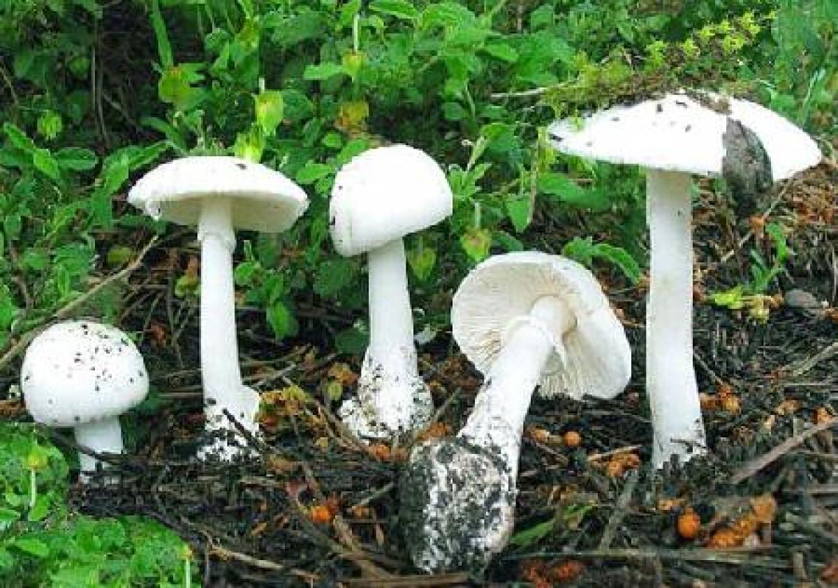  Intossicati da funghi, credevano fossero Prataioli, ma erano Tignosi di Primavera - 