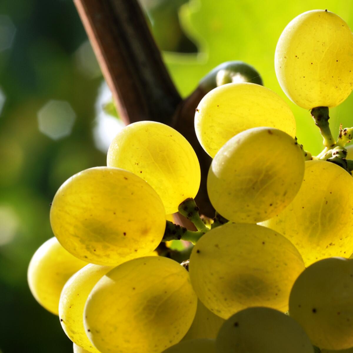 Al via il Master della Falanghina del Sannio DOC organizzato dal Sannio Consorzio Tutela Vini - 