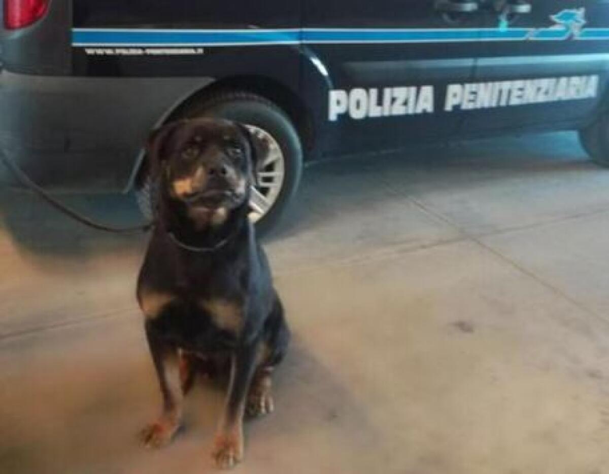Avellino. Cane antidroga Spike fiuta hashish destinata ad un detenuto - 