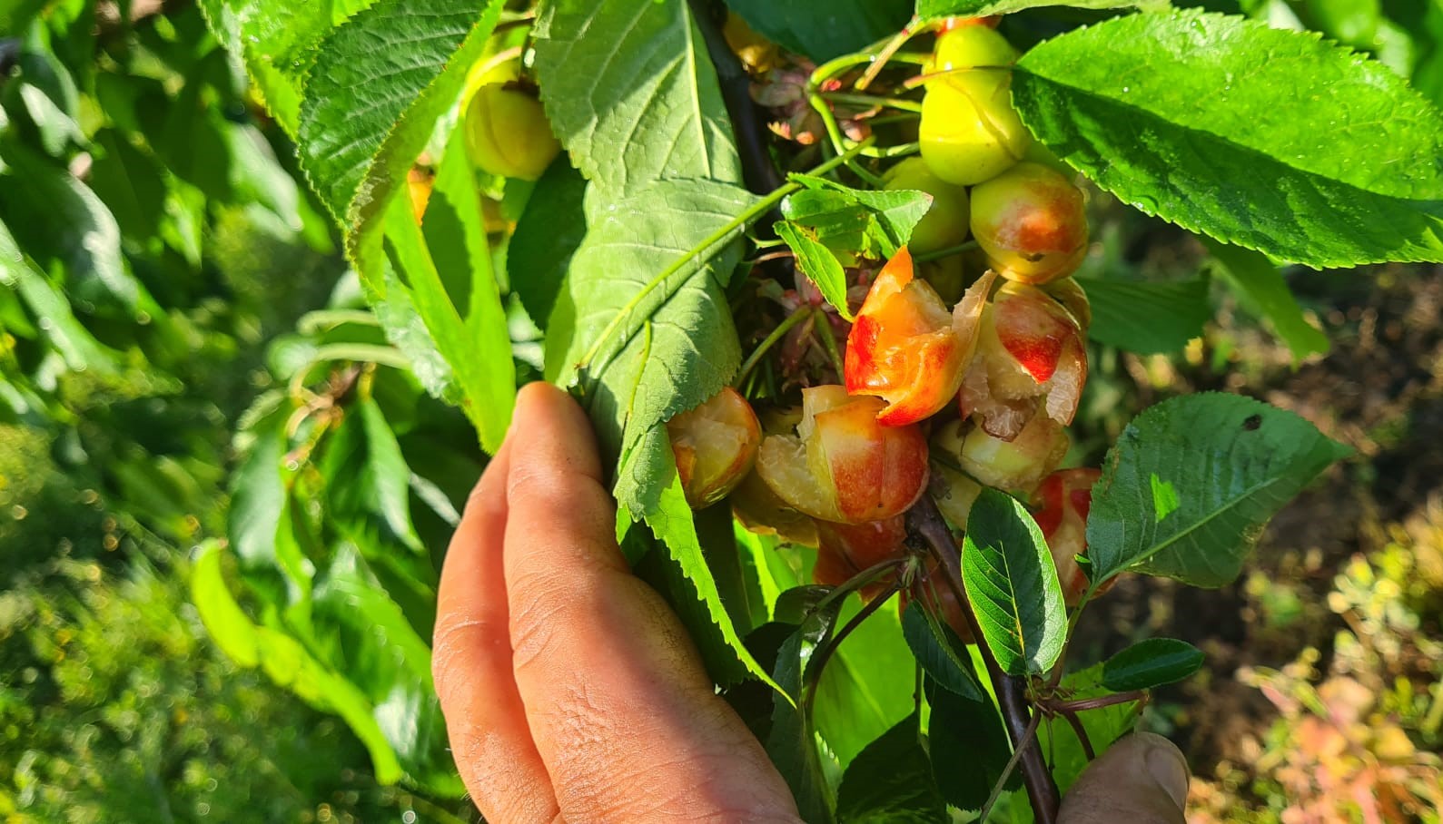 Coldiretti Campania, distrutto 60% ciliegie