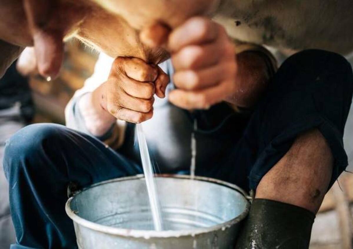 Cia Campania contro riduzioni unilaterali del prezzo del latte alla stalla - 