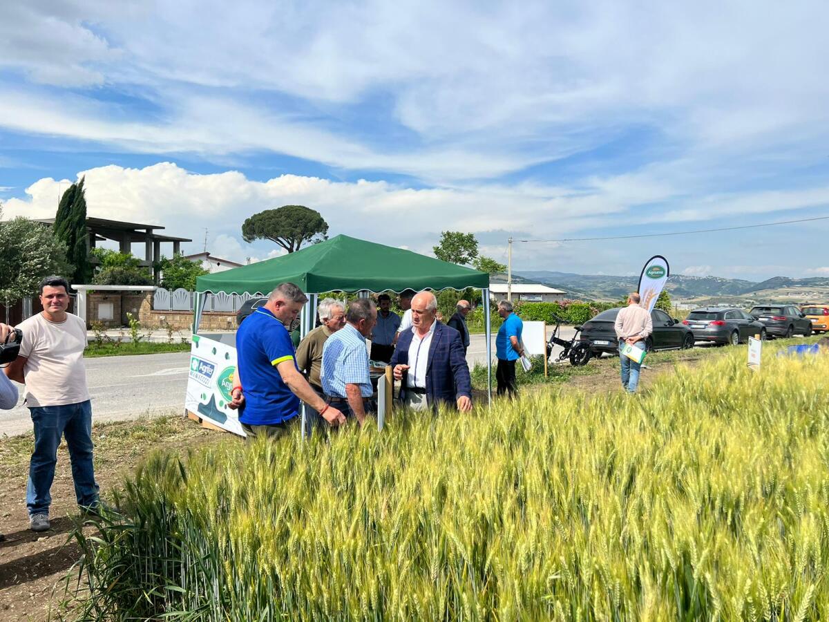 Circa 500 imprese cerealicole in campo a Benevento per la ricerca di varietà resistenti ai cambiamenti climatici. - 