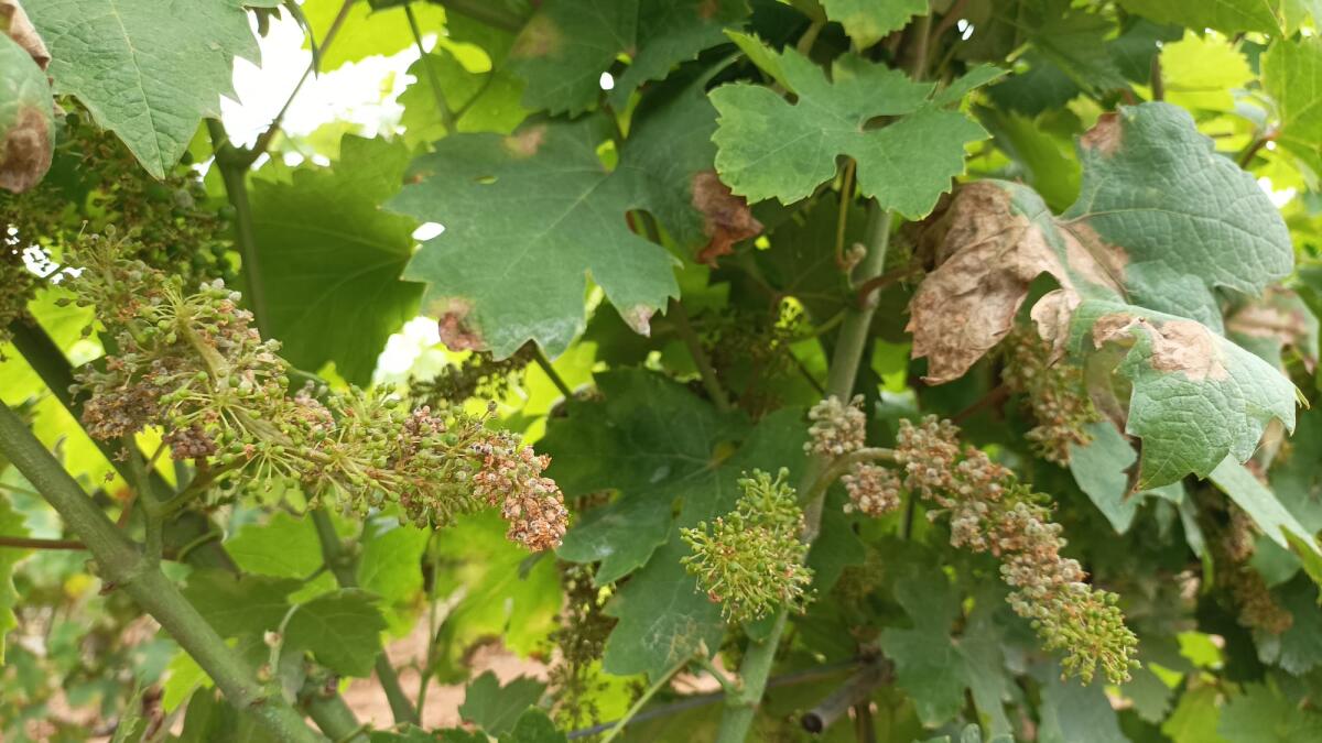 Cia Campania, emergenza vigneti. - 