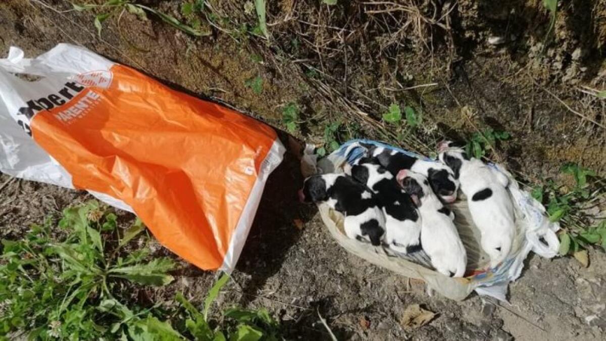 Cinque cuccioli chiusi in una busta di plastica e abbandonati. - 