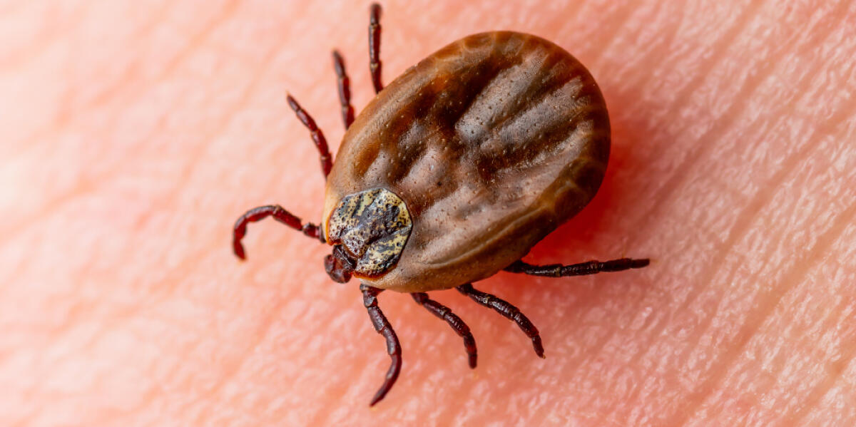 Diagnosticata malattia di Lyme in una bambina di quattro anni e mezzo. Primo caso nel Sannio  - 