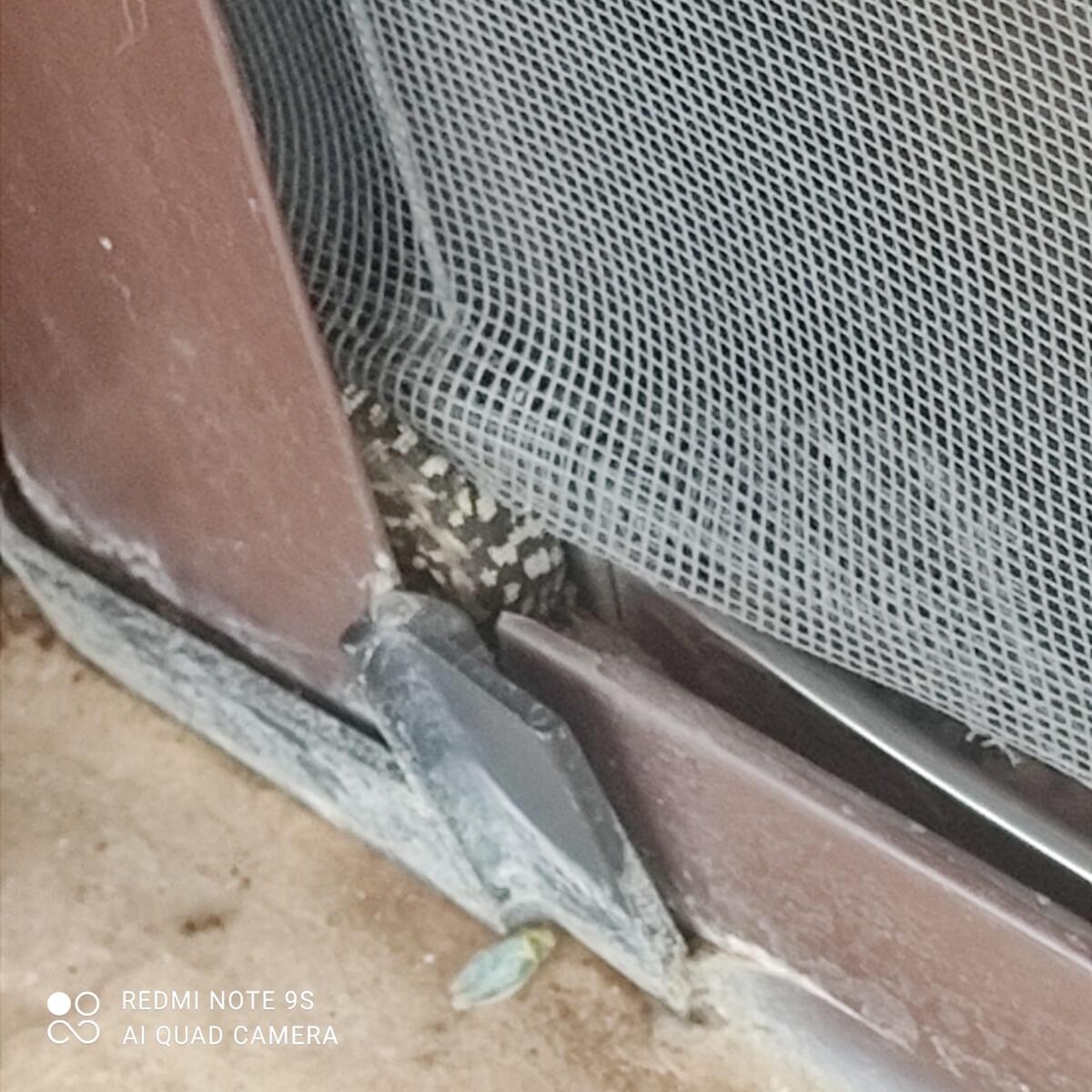 Cervinara. Serpente tenta di entrare in abitazione ma resta bloccato nel balcone - 