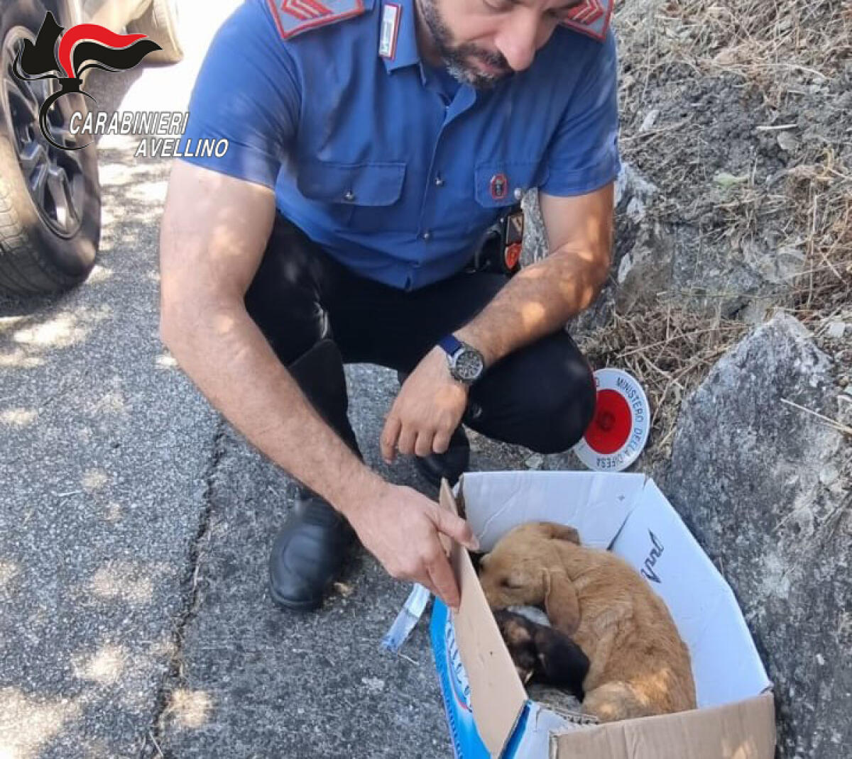  I Carabinieri salvano tre cuccioli di cane abbandonati sulla statale. - 