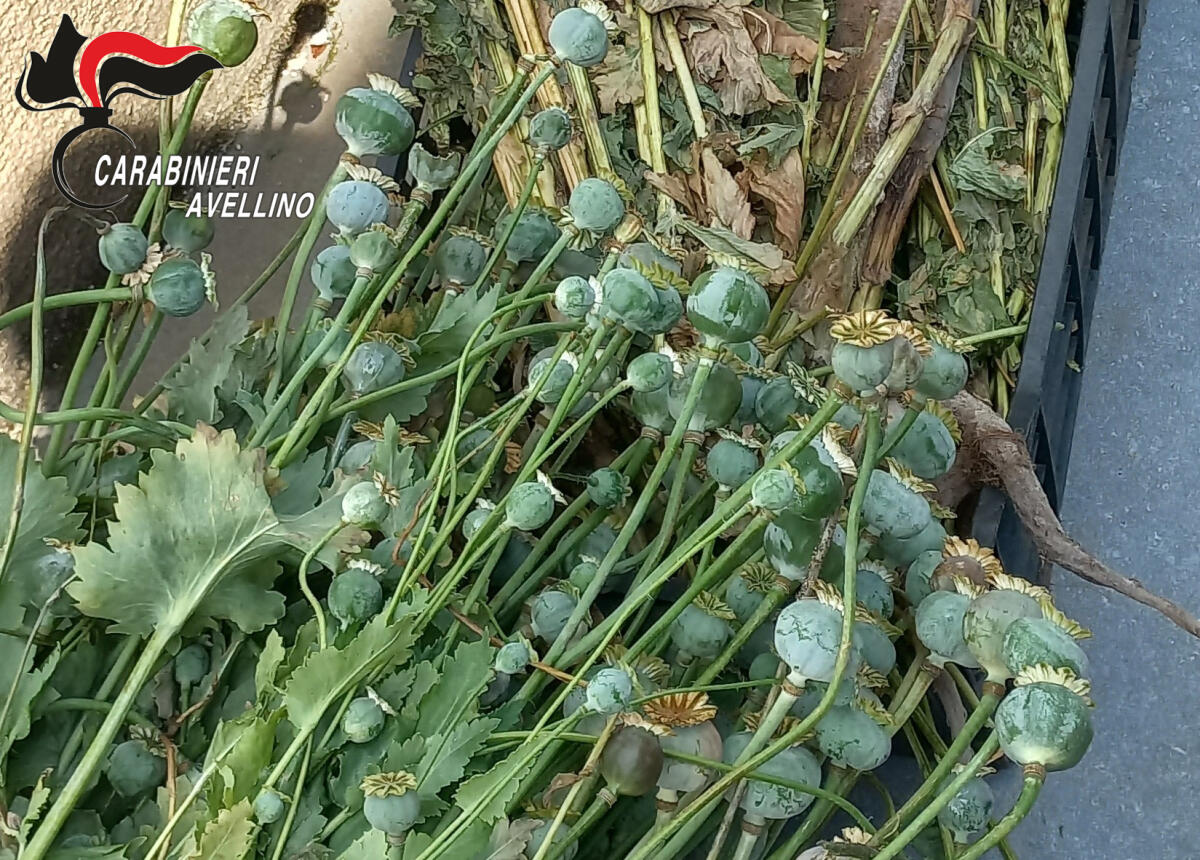 Sequestrate 107 piante di papavero da oppio, in manette padre e figlio - 