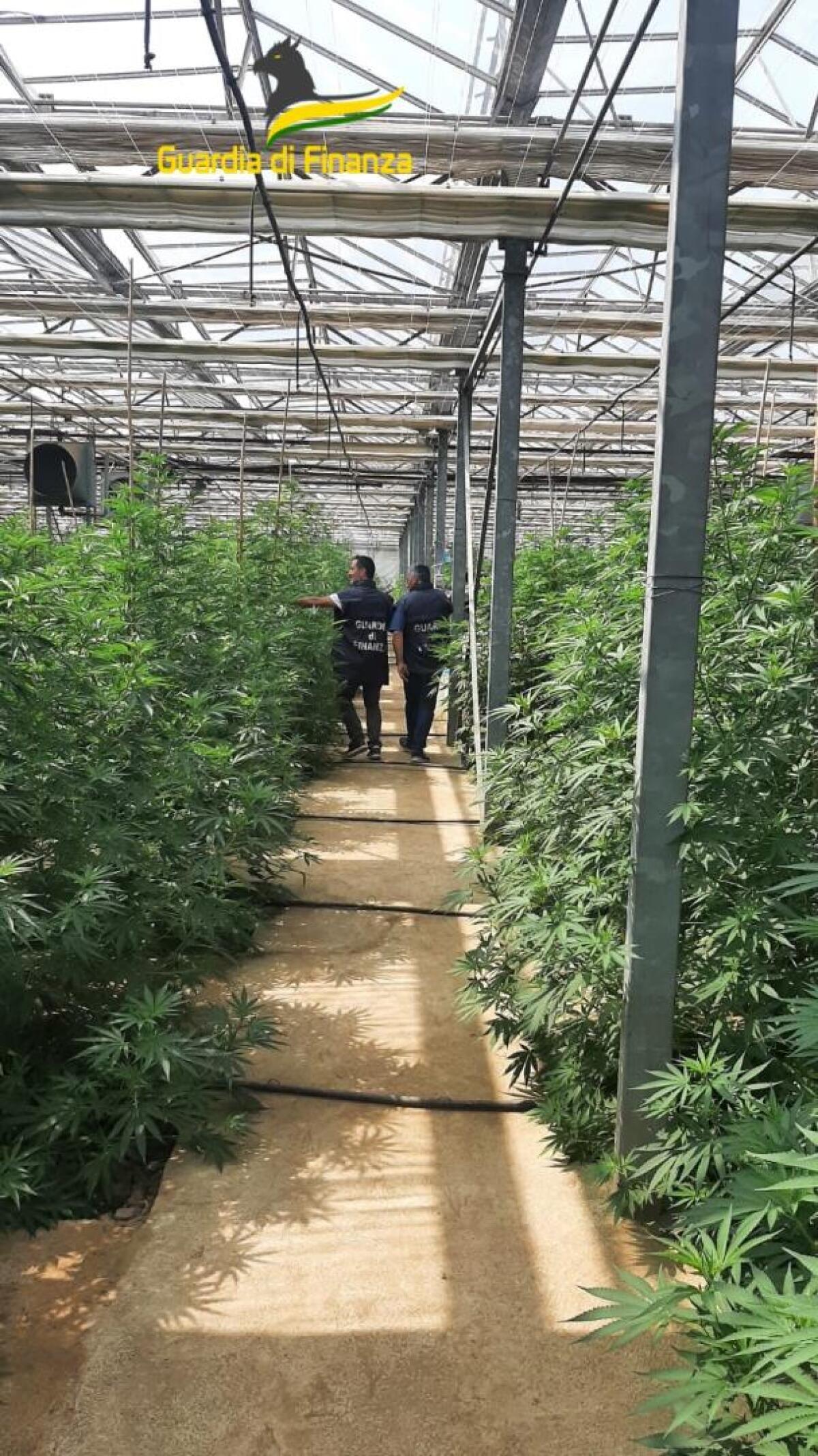 Sequestrati oltre 36 quintali di piante di canapa indiana. - 