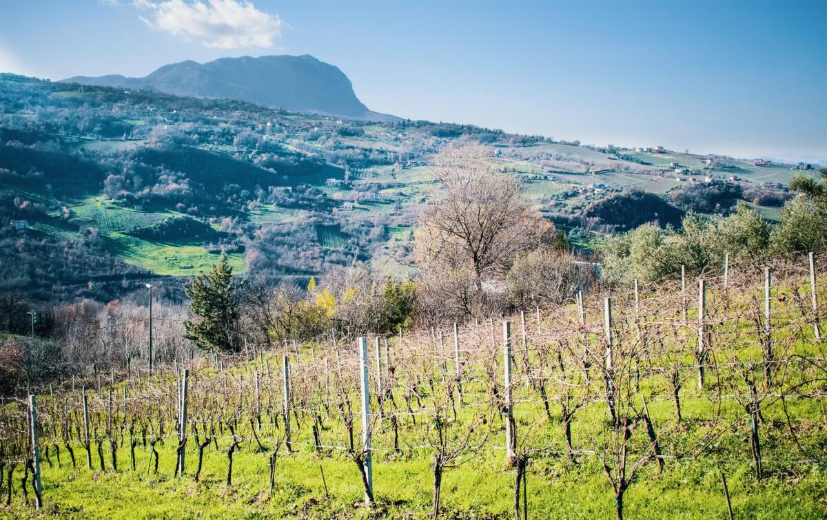 Maltempo: necessario supporto a viticoltori irpini. - 