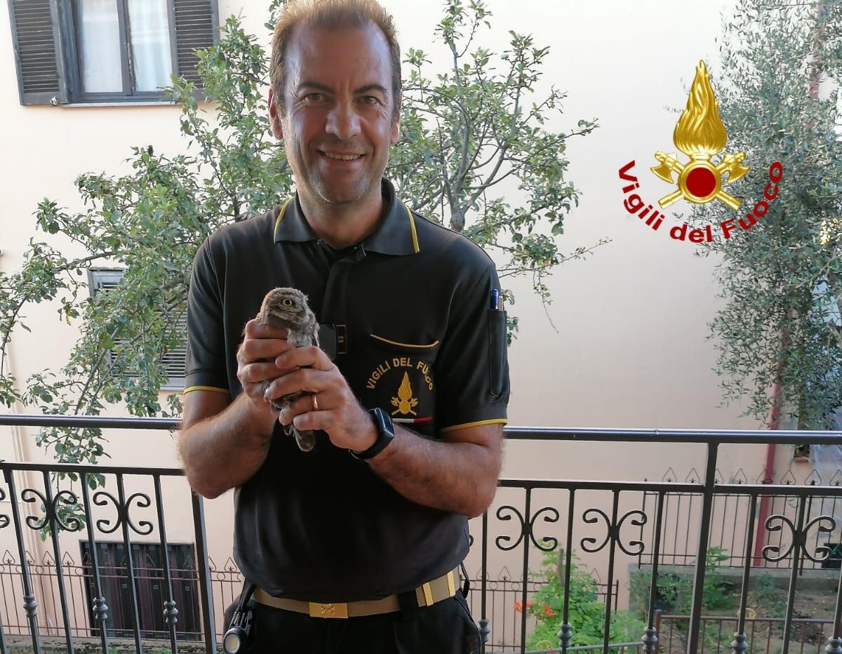Gufo impigliato in una canna fumaria salvato dai Vigili del fuoco. - 
