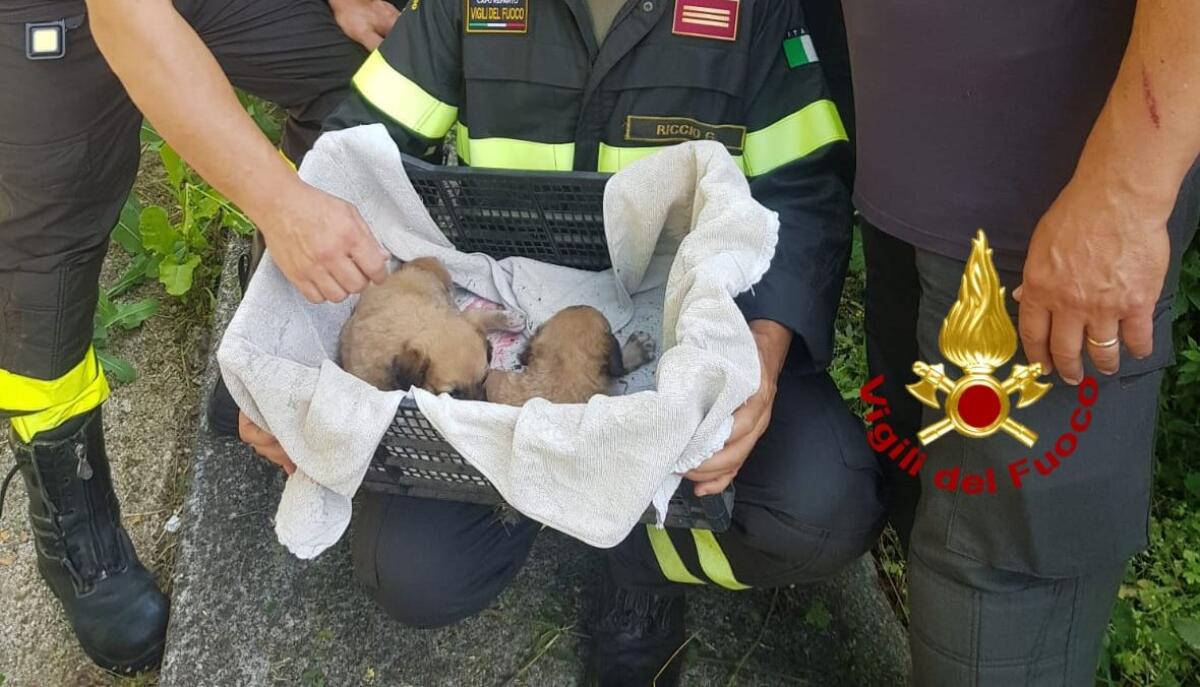 Due cagnolini abbandonati in una scarpata salvati dai Vigili del fuoco - 