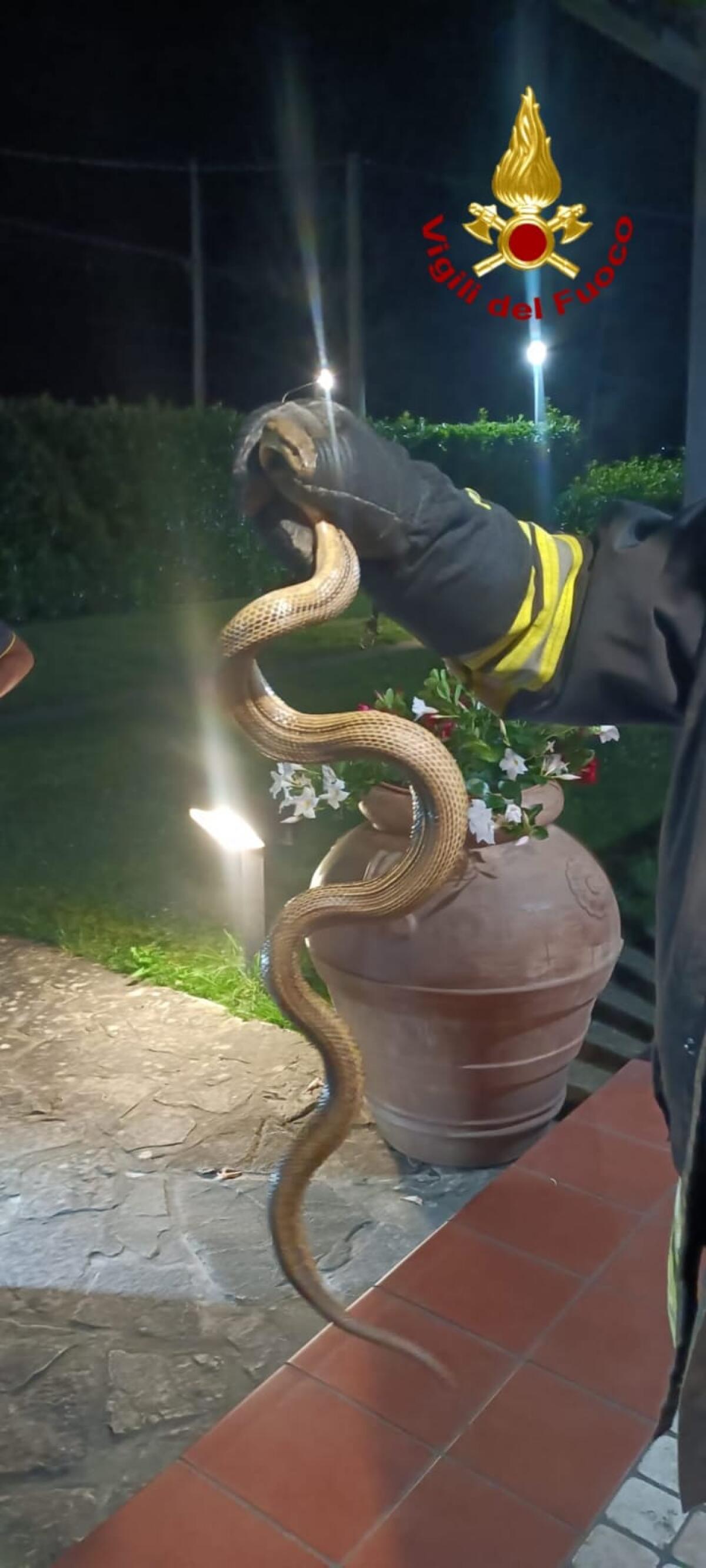 Cervone in abitazione recuperato dai Vigili del fuoco - 