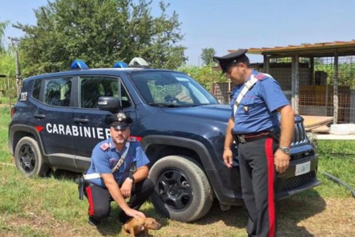 Canile abusivo con 15 pitbull sequestrato dai carabinieri - 