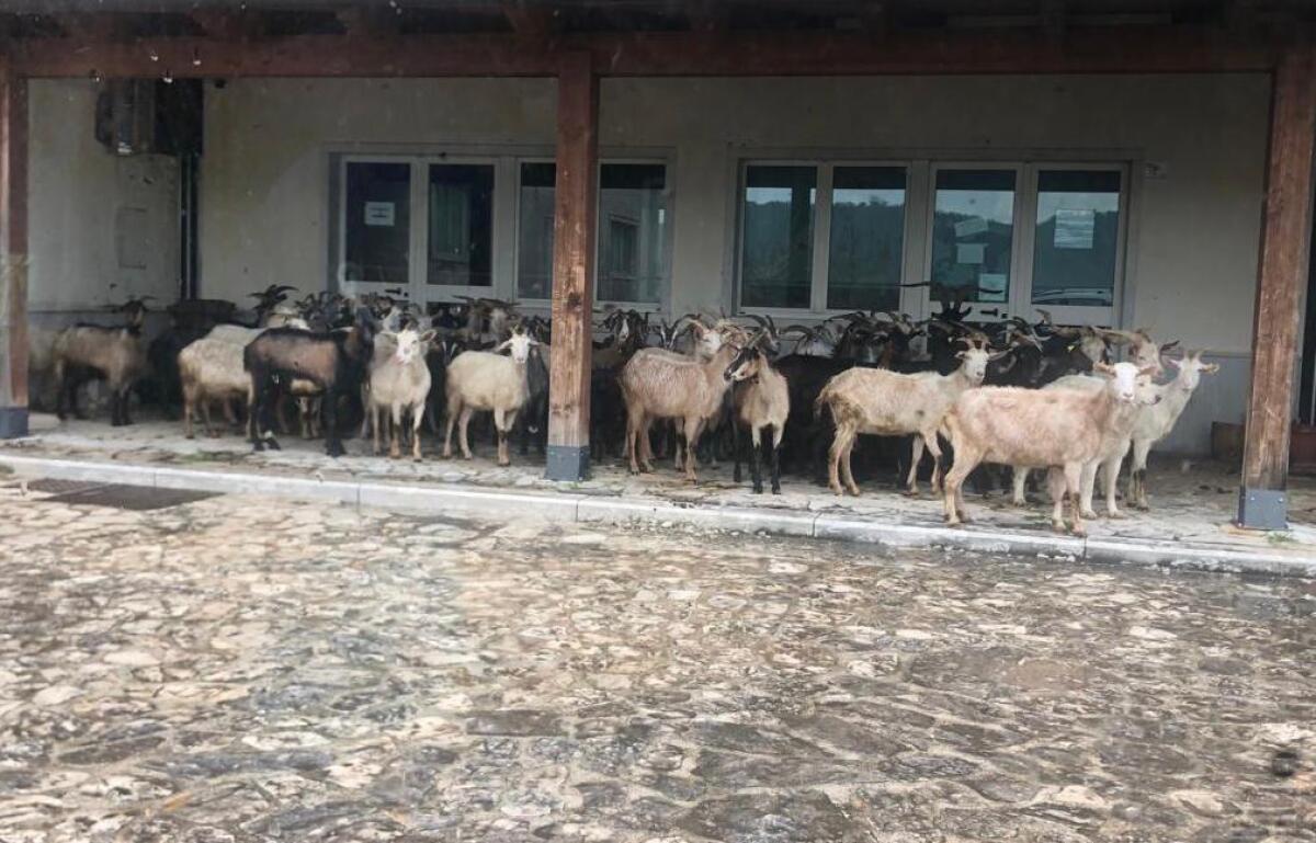 Forza Italia Valle Telesina: "Santamaria campione di sgarbo istituzionale, non certamente esempio di buona politica" - 