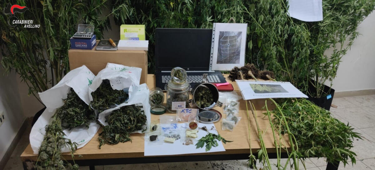 Ospedaletto d’Alpinolo.  Carabinieri scoprono piantagione di marijuana: arrestato un 61enne. - 