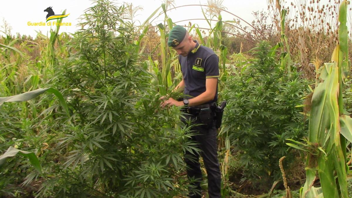 Sequestrate piantagioni di cannabis sui cui erano coltivate 60 piante di marijuana. - 