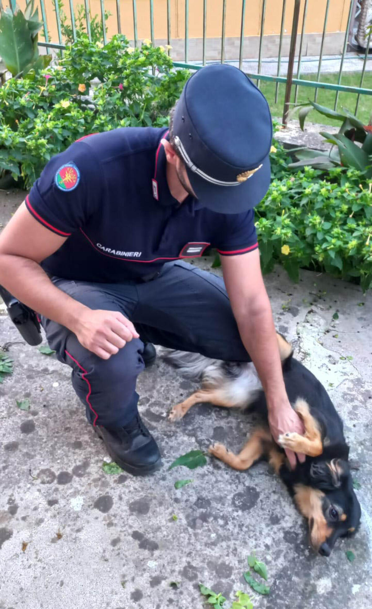 Esecizio abusivo della professione di veterinario, denunciate due persone - 