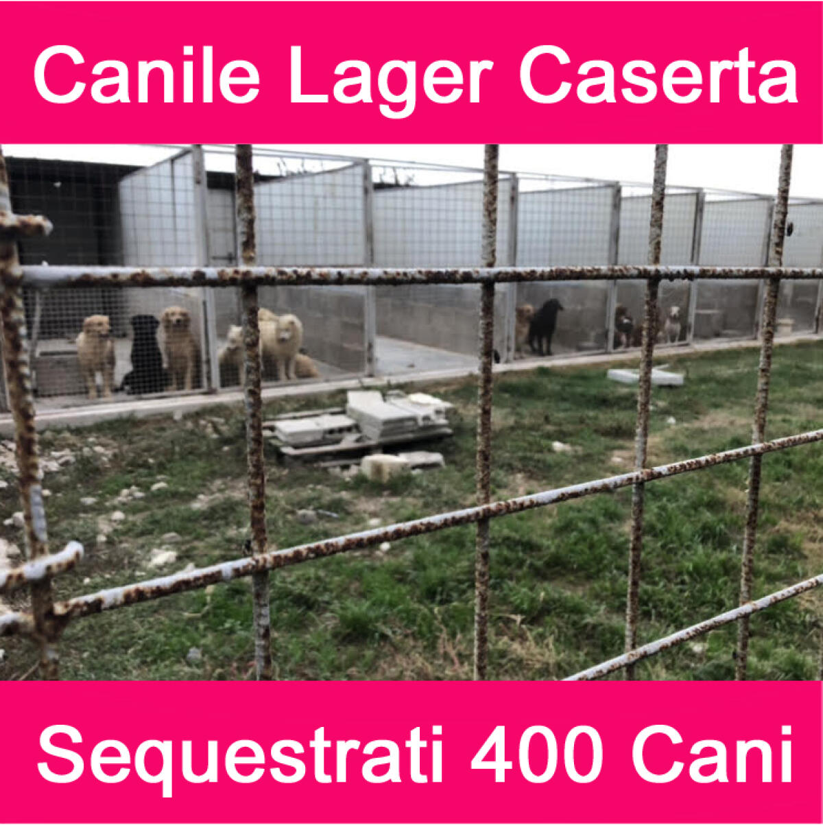 400 cani nel canile lager sequestrato dai Carabinieri Forestali. - 