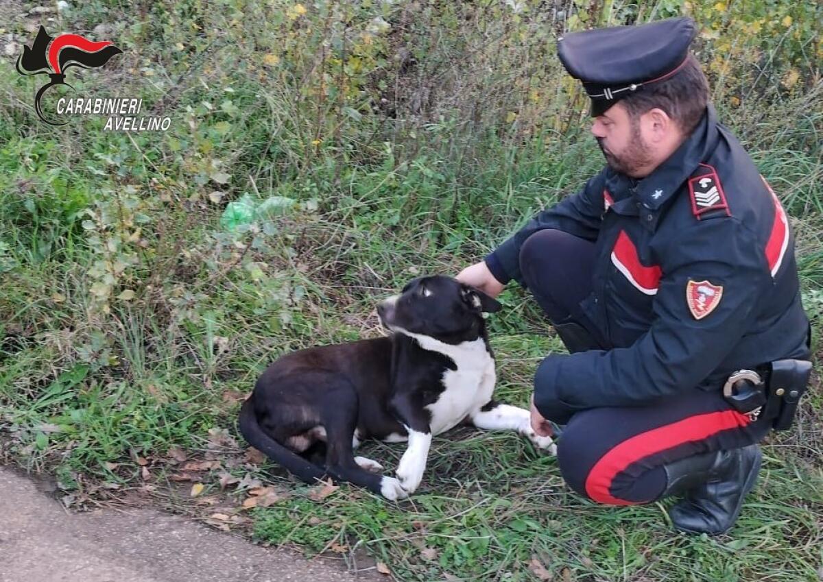 Cane impaurito sulla Statale rischia di essere investito, salvato dai Carabinieri - 