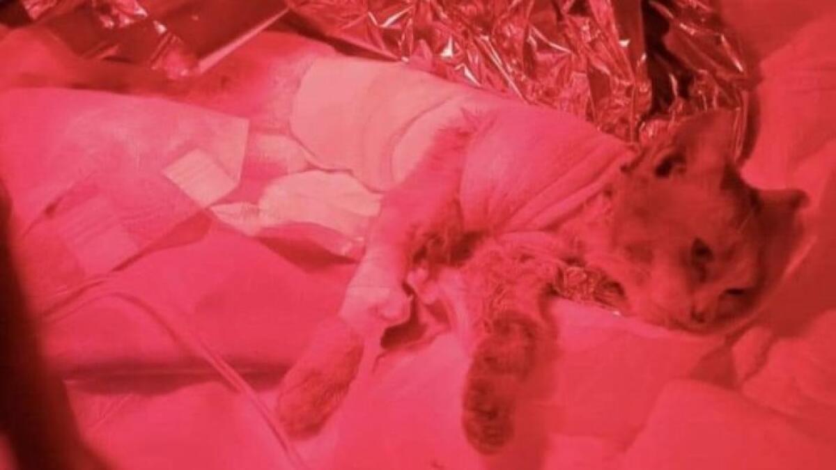 E' morto il gattino scuoiato vivo e lasciato in strada - 