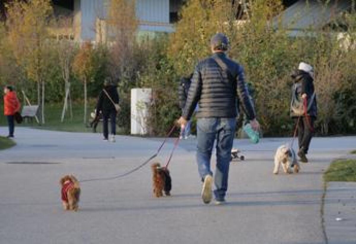 Cani grandi e piccoli, ecco chi vive di più e che malattie rischia - 