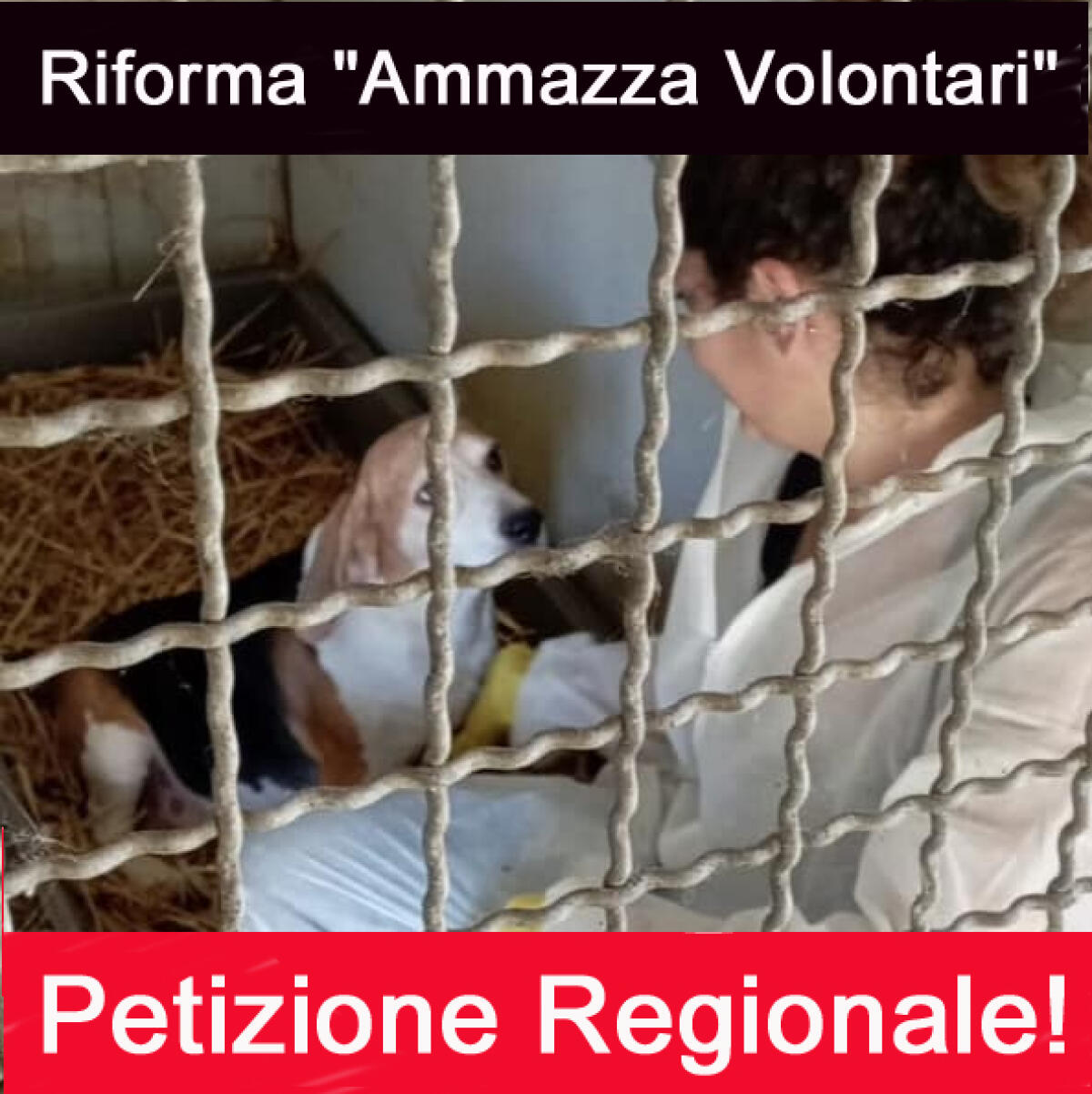 Riforma in Campania dell'anagrafe canina “Ammazza Volontari”. - 