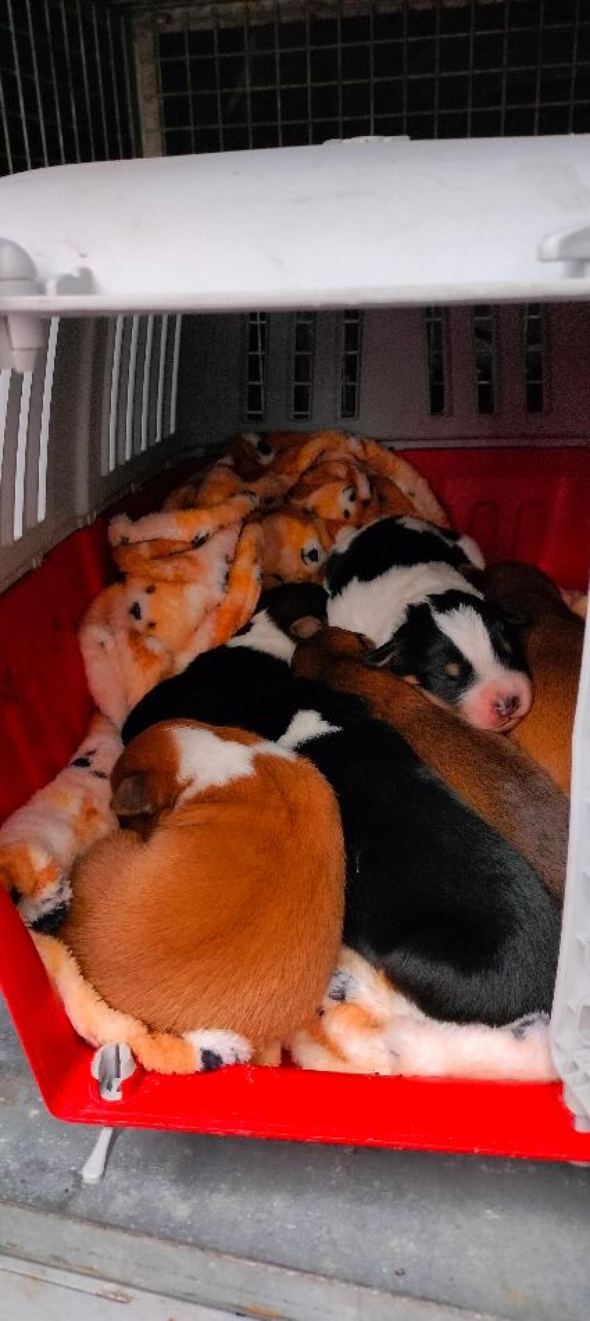 Sottratta cucciolata utilizzata per accattonaggio - 
