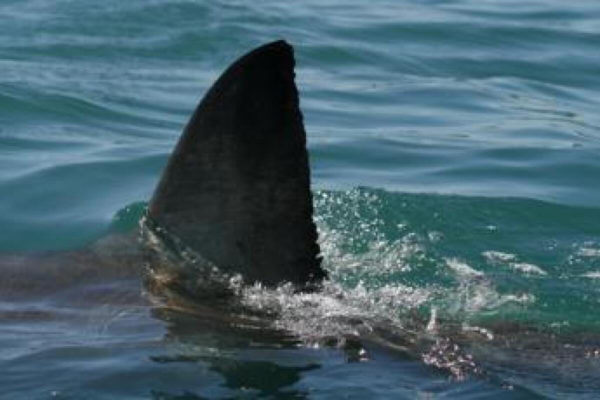Bahamas, bambino di 10 anni attaccato da squalo in piscina resort - 