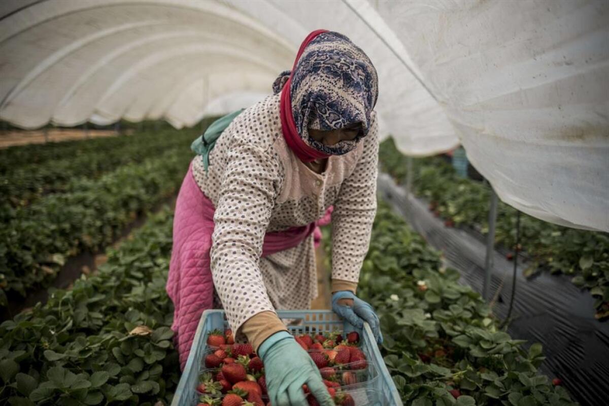 Braccianti agricoli presi a cinghiate e lasciati senza cure - 