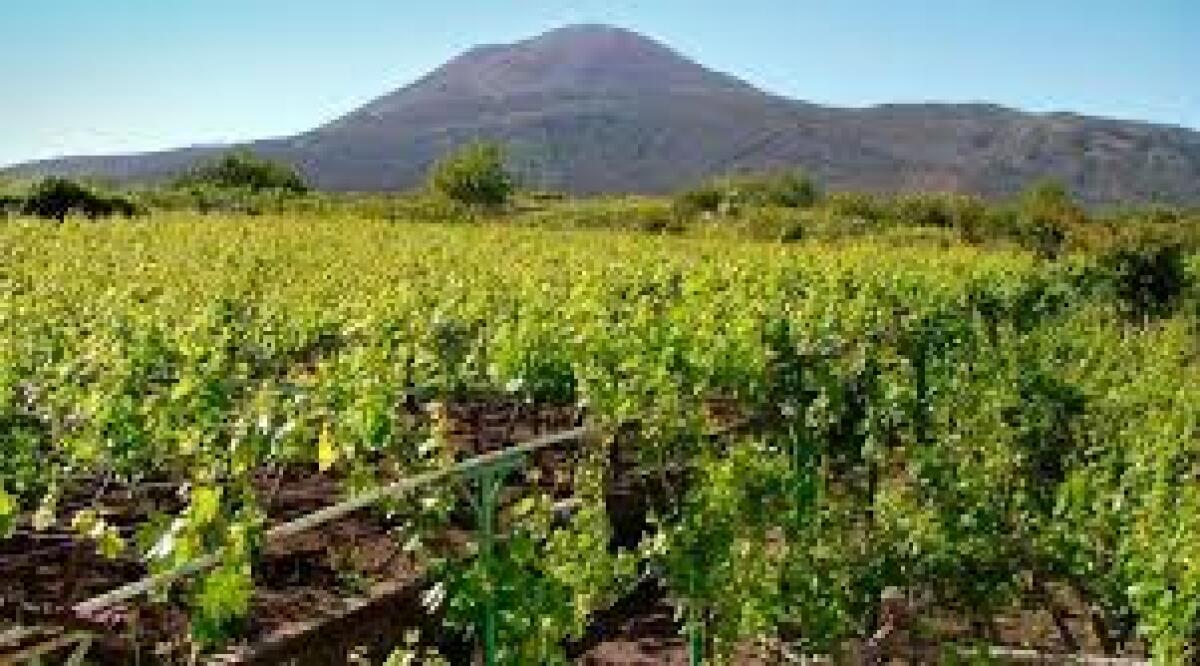 Nasce l’Associazione per il riconoscimento della DOC “Campania”. - 