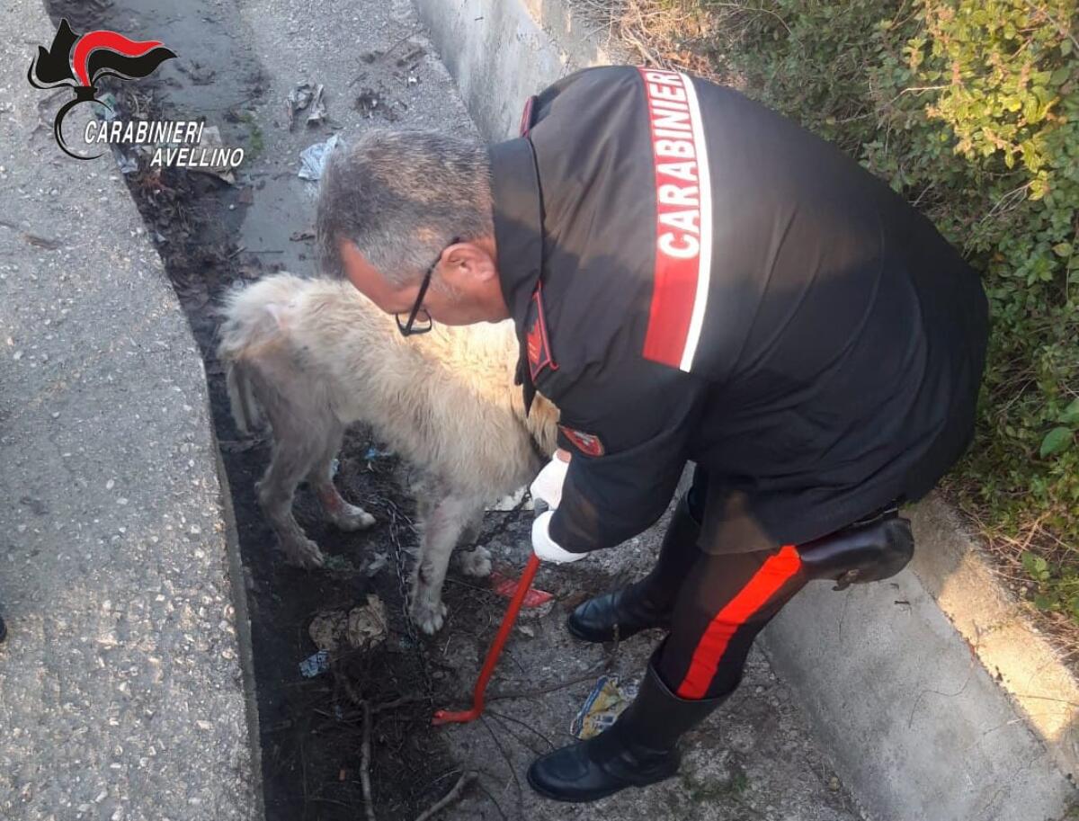 Pastore maremmano legato con una catena in un canale di deflusso, salvato dai Carabinieri - 
