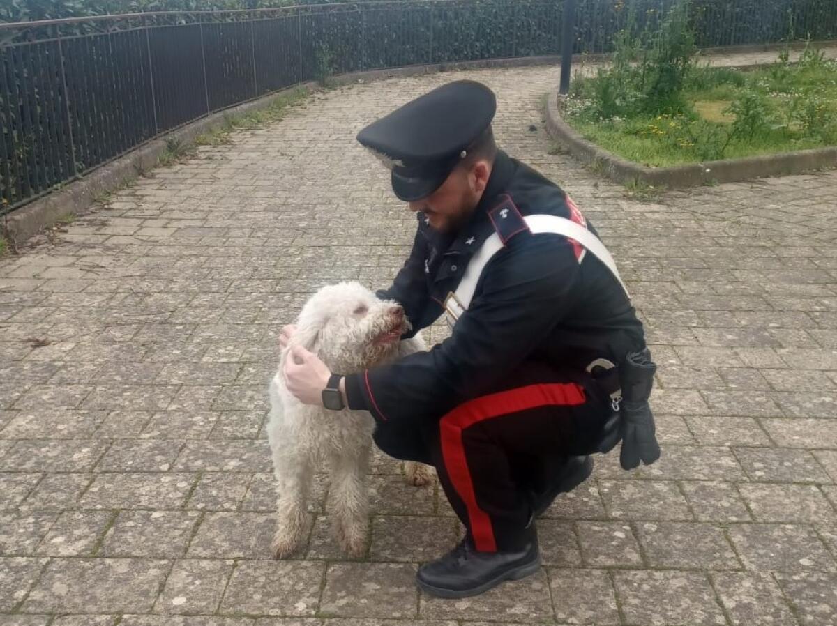 Ritrovato dai Carabinieri cucciolo di Lagotto rubato a Natale - 